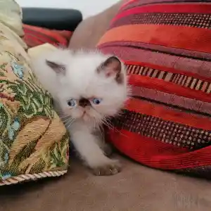 Un de mes anciens chatons Persan seal point aux grands yeux bleus se cache entre deux coussins colorés dont l’un a des motifs rayés, sur la surface de notre canapé marron.