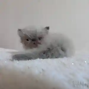 Un de nos bébés chatons colourpoint aux yeux bleus de couleur grise et encore d’aspect tout duveteux repose sur une couverture en fausse fourrure blanche.