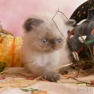 Un de nos chatons Persan colourpoint, avec sa patte en avant, joue avec une plume de paon à peine visible. Il est assis au milieu d’un décor sur le thème d’Halloween, entouré de paille dispersée, un patisson en forme de citrouille et une terre cuite peinte en noir qui représente la tête d’un chat.