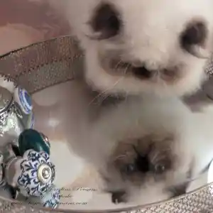 Mise en scène d’un de mes chats Persan seal point, qui se reflète sur la surface d’un miroir posé sur un plateau en métal argenté, tout en regardant à travers le miroir.