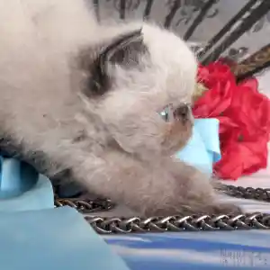 Mise en scène dans un décor artistique d’un de nos anciens petits chatons Persan colourpoint aux yeux bleus s’étirant sur un tissu bleu à côté de chaînettes argentées avec des roses rouges en arrière-plan.