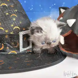 Un de nos chatons Persan seal point évolue en découvrant son environnement. Il se déplace à côté d’un chapeau de sorcière étoilé, sur un fond décoratif de couleur bleue orné de motifs d’étoiles.