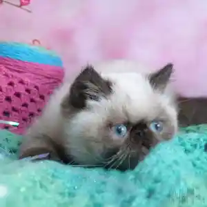 Montre une de nos chatonnes Exotic-Shorthair seal point, elle est en position de chasse, aplatie de tout son corps sur une couverture de laine crochetée de couleur bleu turquoise et rose, les oreilles dressées et les yeux grands ouverts.