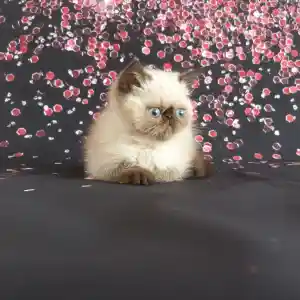 Sur un fond noir décoré de gros points roses scintillants comme des paillettes, une de nos chatonnes Exotic Shorthair, aux yeux bleus écarquillés, est tranquillement assise.