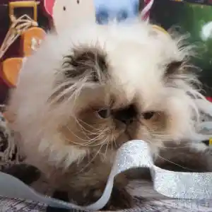 Gros plan d’un de nos chatons Persan seal point qui est en train de jouer avec un ruban argenté.