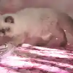 chaton femelle exotic shorthair seal point disponible